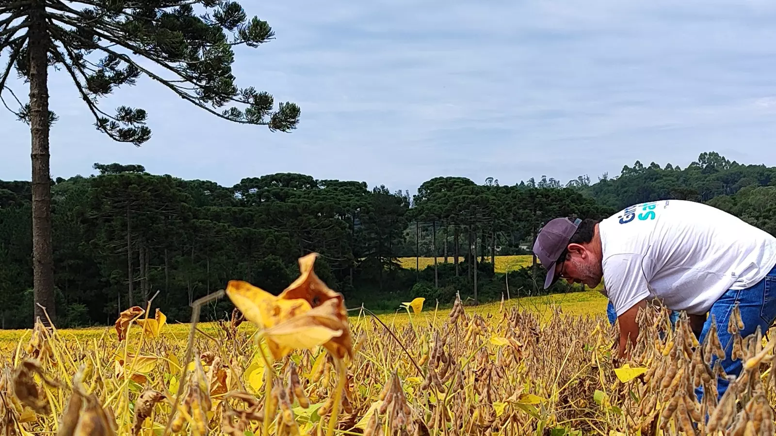 Planalto Norte de SC deve colher mais de 800 mil toneladas de soja, indica Giro da Safra
